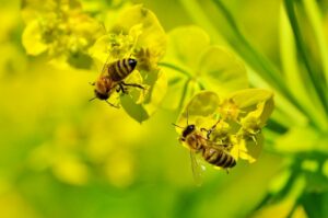 Vitalitással tölti fel a szervezetet a méhpempő 